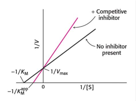 biochemistry chapter 8 quizlet|biochem quizlet exam 1.